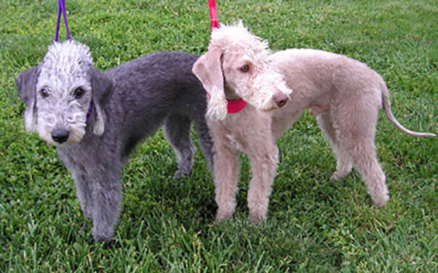 Beddlington Terrier