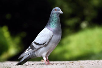 Bird welfare