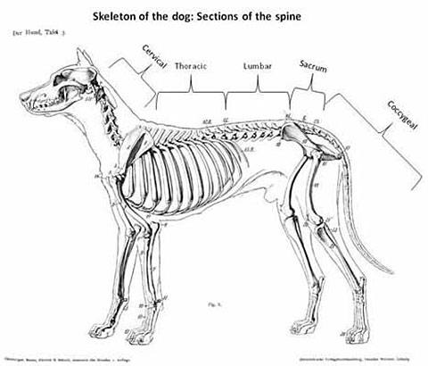 Cervical figure 1