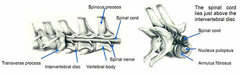 Cervical figure 2