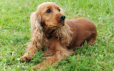 Cocker Spaniel