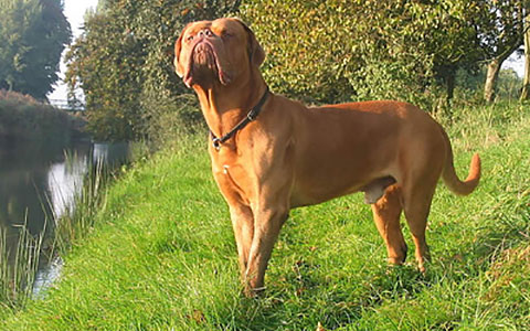 Dogue de Bordeaux