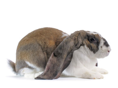 English Lop