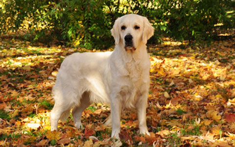 Golden Retriever
