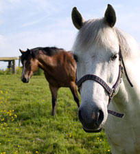 horse welfare