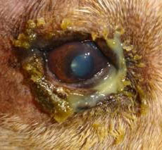 Keratoconjunctivitis Sicca figure 2