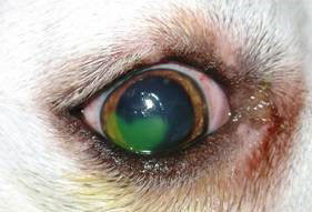 Keratoconjunctivitis Sicca figure 4