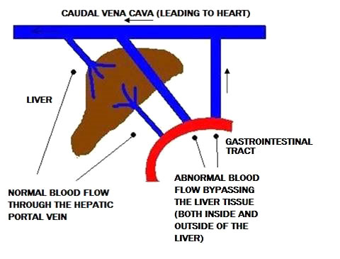 Portosystemic Shunt figure 1