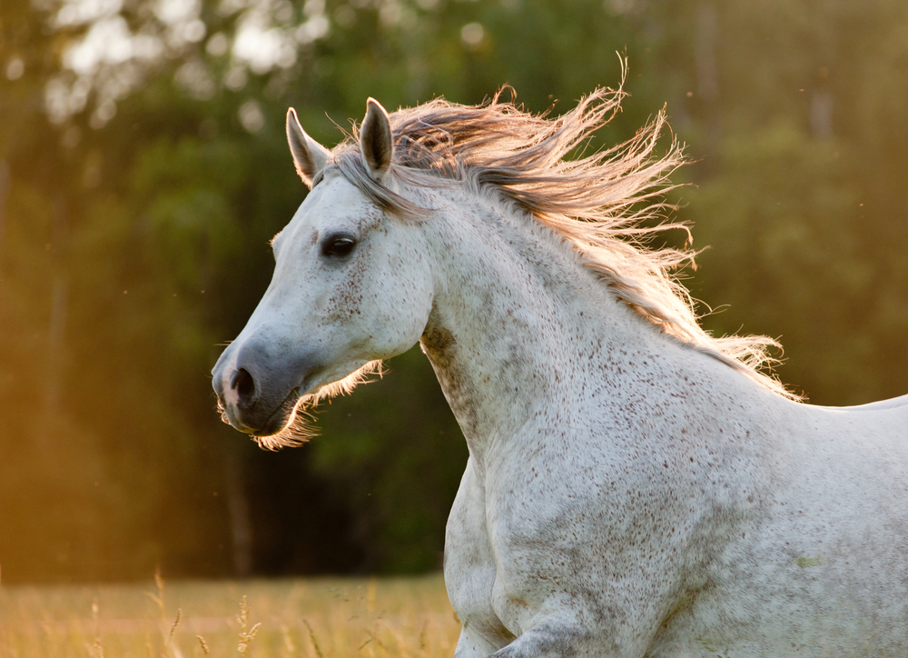 Quarter Horse