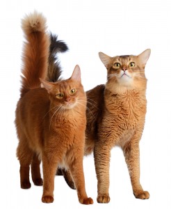 British shorthaired cat