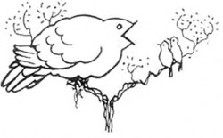 cuckoo