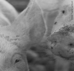 pigs face