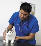 vet treating cat