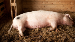 pigs face