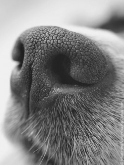 pigs face