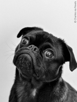 pigs face