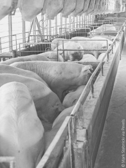 pigs face