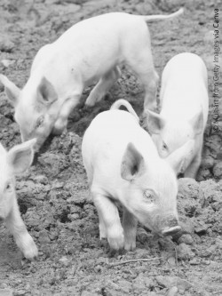 pigs face