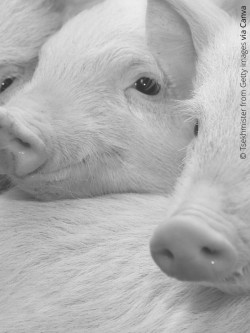 pigs face
