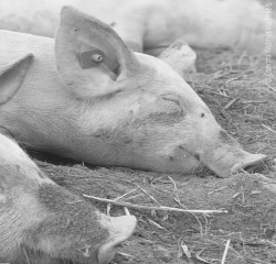 pigs face