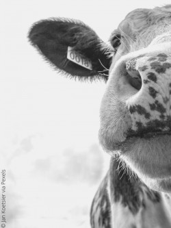 pigs face