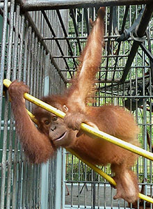 Urangutan in cage