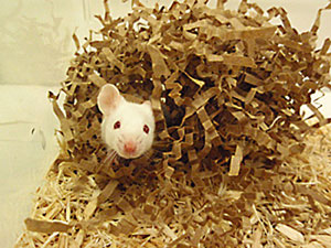 white mouse