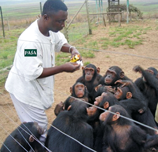 man with chimpanzees