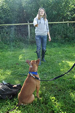Training stray dogs
